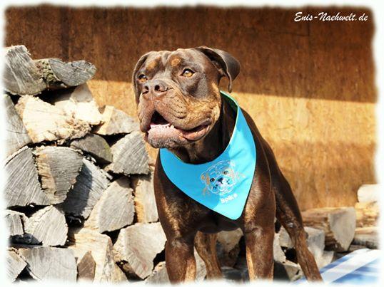 Hundehalstuch mit Name