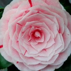 Camelia rifiorente