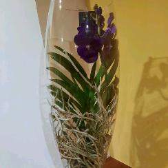 Vanda (orchidee)
