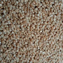 Quinoa