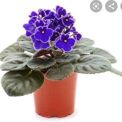 viola africana