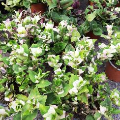 Tradescantia/miseria